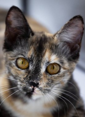 Beyaz arkaplanda üç renkli kedi