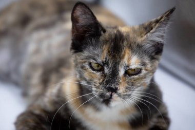 Beyaz arkaplanda üç renkli kedi