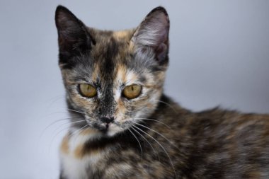 Beyaz arkaplanda üç renkli kedi