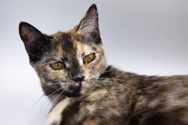 Beyaz arkaplanda üç renkli kedi