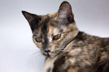 Beyaz arkaplanda üç renkli kedi