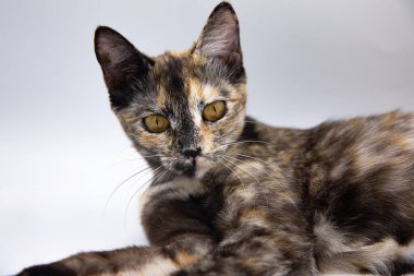 Beyaz arkaplanda üç renkli kedi