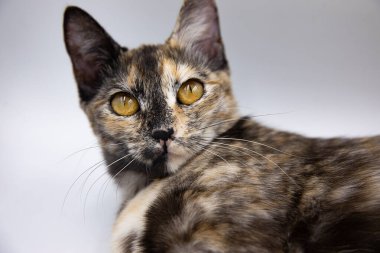 Beyaz arkaplanda üç renkli kedi