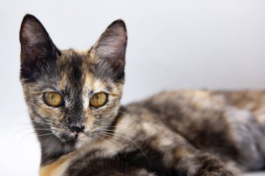 Beyaz arkaplanda üç renkli kedi