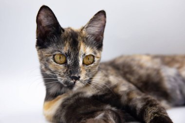 Beyaz arkaplanda üç renkli kedi