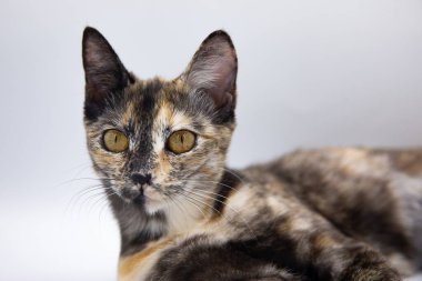 Beyaz arkaplanda üç renkli kedi