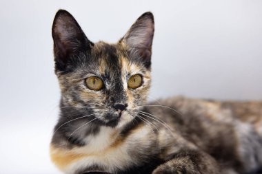 Beyaz arkaplanda üç renkli kedi