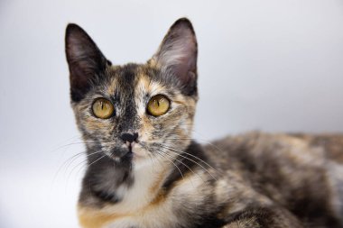 Beyaz arkaplanda üç renkli kedi