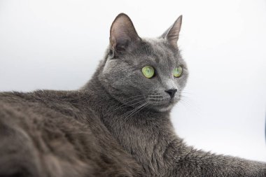Beyaz arka planda gri tüylü bir kedinin portresi