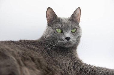 Beyaz arka planda gri tüylü bir kedinin portresi