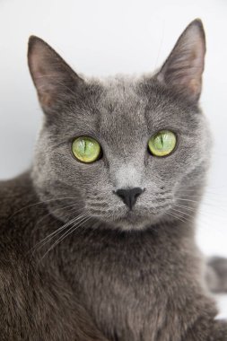 Beyaz arka planda gri tüylü bir kedinin portresi