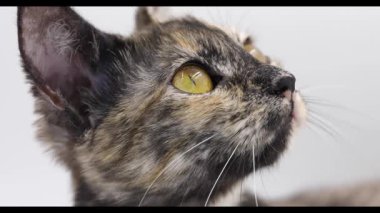 Beyaz arkaplanda üç renkli kedi