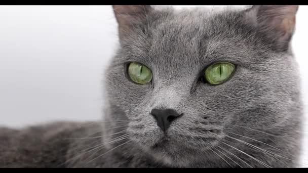 Портрет Сірого Пухнастого Кота Білому Тлі — стокове відео
