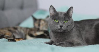 Üç renkli küçük bir kedi ve gri tüylü bir kedi kanepede yatar ve dinlenir.