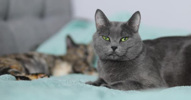 Eine Kleine Tricolor Katze Und Eine Graue Flauschige Katze Liegen — Stockvideo