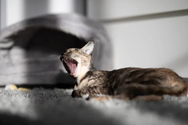 Küçük Renkli Kedi Dişlerini Göstererek Geniş Bir Alana Yayılır — Stok fotoğraf