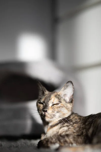 Mooie Driekleurige Kat Rustend Een Grijs Tapijt Ochtendzon — Stockfoto
