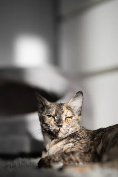 Piękny Trójkolorowy Kot Spoczywający Szarym Dywanie Porannym Słońcu — Zdjęcie stockowe