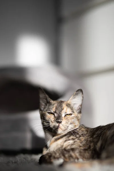 Güzel üç renkli kedi sabah güneşinde gri bir halıda dinleniyor.