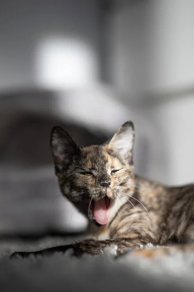 Küçük üç renkli kedi, dişlerini göstererek geniş bir alana yayılır.