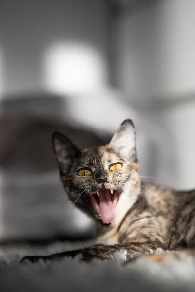 stock image small tricolor cat yawns widely, showing its teeth