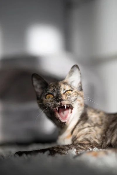 Small Tricolor Cat Yawns Widely Showing Its Teeth — Stock Photo, Image