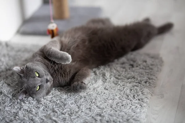 Gray Fluffy Cat Lies Rests Gray Carpet Home — Stock Photo, Image