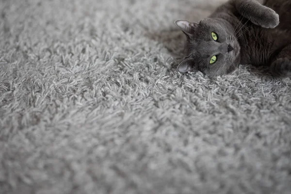 Gri Tüylü Kedi Evdeki Gri Halıya Uzanıyor Dinleniyor — Stok fotoğraf