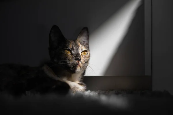 Trójkolorowy Młody Kot Leży Porannym Słońcu — Zdjęcie stockowe
