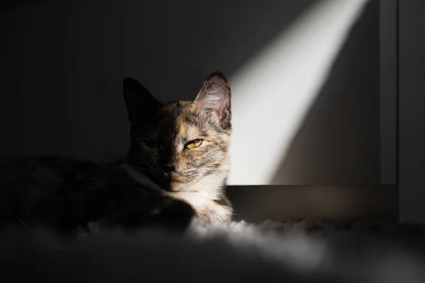Tricolore Jeune Chat Trouve Dans Soleil Matin — Photo