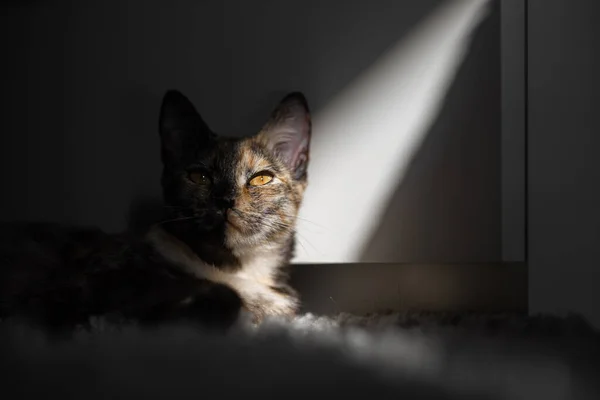 Tricolore Jeune Chat Trouve Dans Soleil Matin — Photo