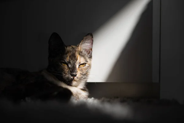 Tricolor Jonge Kat Ligt Ochtendzon — Stockfoto