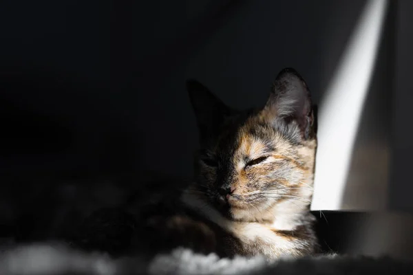 Tricolor Fiatal Macska Fekszik Reggeli Nap — Stock Fotó