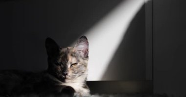 Üç renkli genç kedi sabah güneşinde yatıyor.