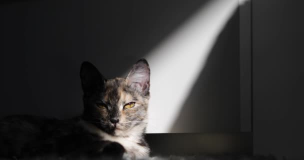 Tricolor Joven Gato Encuentra Mañana Sol — Vídeo de stock