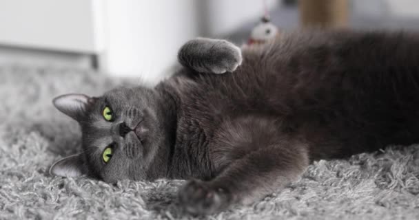 Szary Puszysty Kot Kłamie Spoczywa Szarym Dywanie Domu — Wideo stockowe