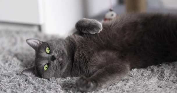 복슬복슬 고양이는 카펫에 — 비디오