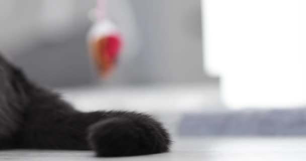 Close Tail Dari Gray Fluffy Cat — Stok Video