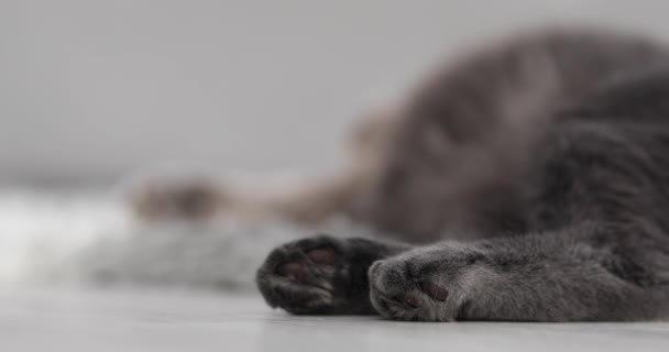 Gri Tüylü Bir Kedinin Pençeleri Yaklaş — Stok video