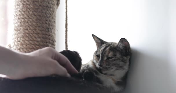 Tricolor Gato Dorme Perto Posto Coçar — Vídeo de Stock