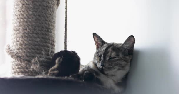 Tricolor Katt Sover Nära Repan Stolpen — Stockvideo