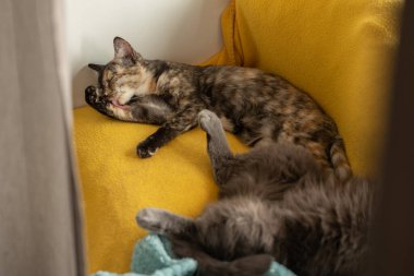 Üç renkli küçük bir kedi turuncu bir battaniyede patisini yalıyor.