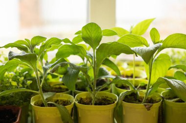 Penceredeki çömleklerde yeşil fidanlar