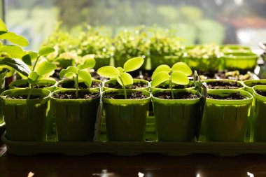 Penceredeki çömleklerde yeşil fidanlar