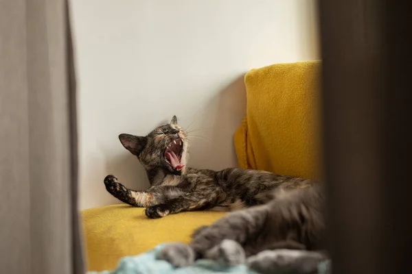 Een Driekleurige Kat Ligt Een Gele Deken Gaapt — Stockfoto