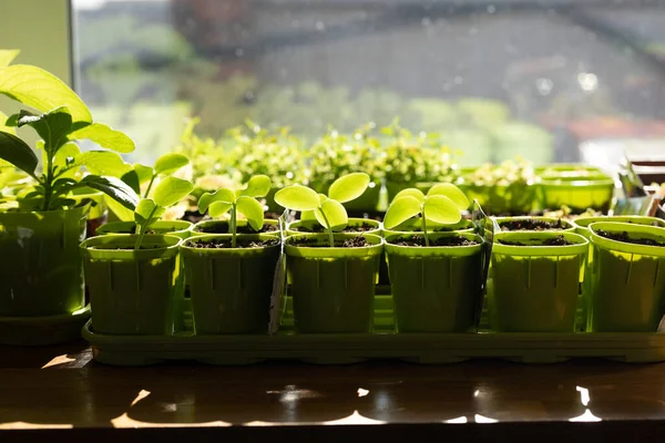 Penceredeki çömleklerde yeşil fidanlar