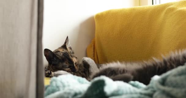 Small Tricolor Cat Licks Its Paw Orange Blanket — Stock Video