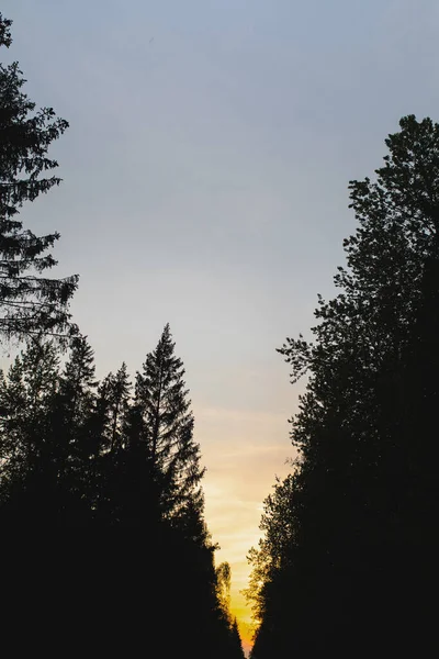 Czarne Drzewa Zachodzie Słońca — Zdjęcie stockowe