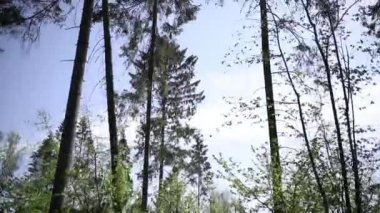 Adam sallanıyor salıncakta, ağaçlar inip çıkıyor.