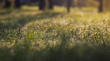 Sabahın erken saatlerinde çimlerde çiy taneleri